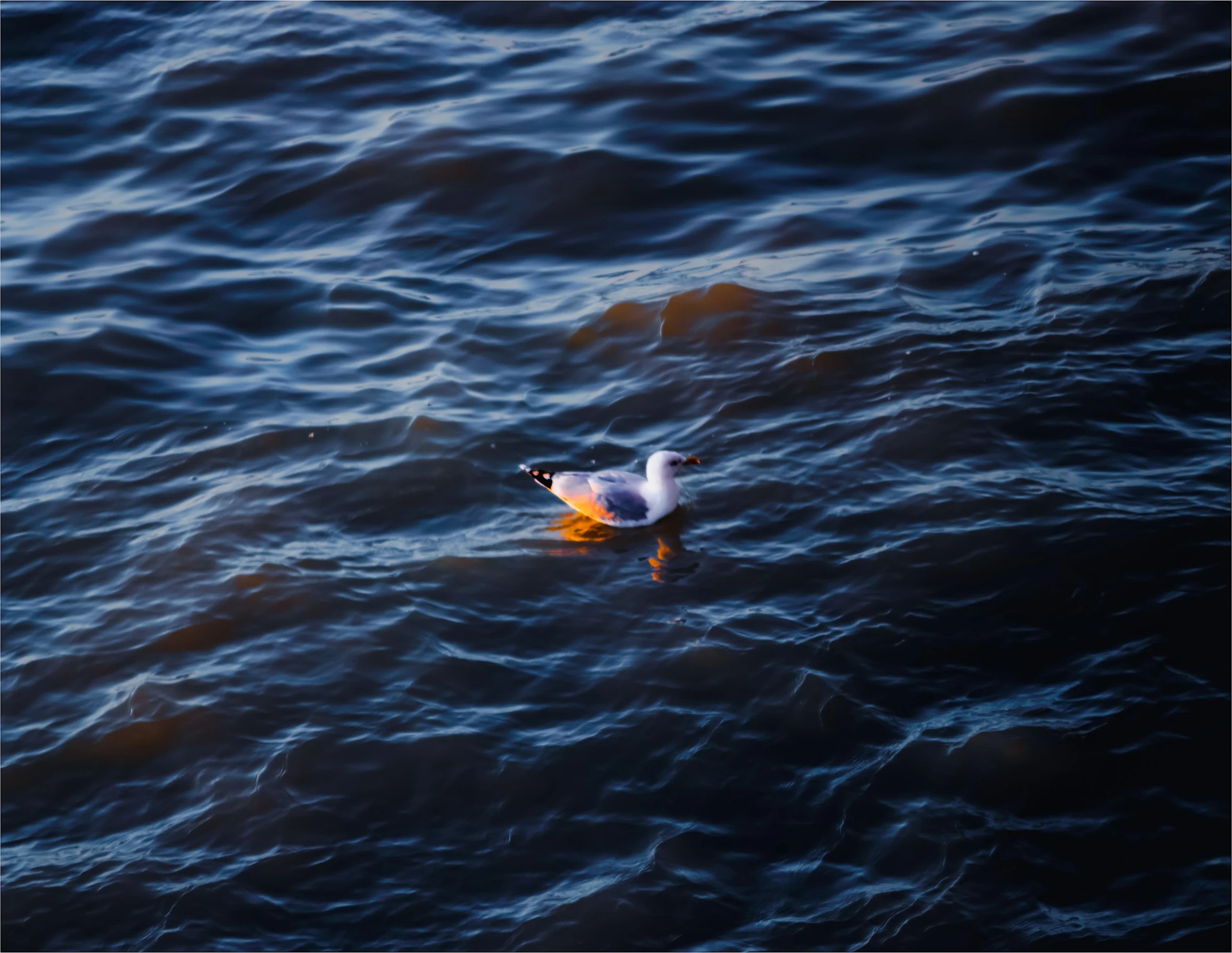 Netherlands — photograph by Arjun Sarkar