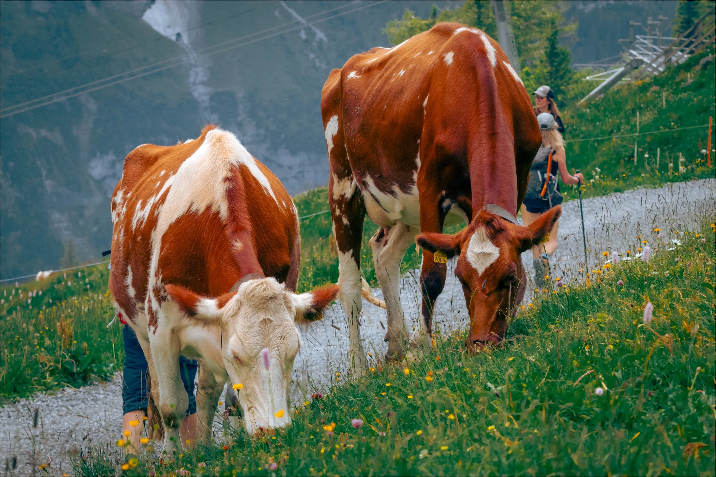 Switzerland — photograph by Arjun Sarkar