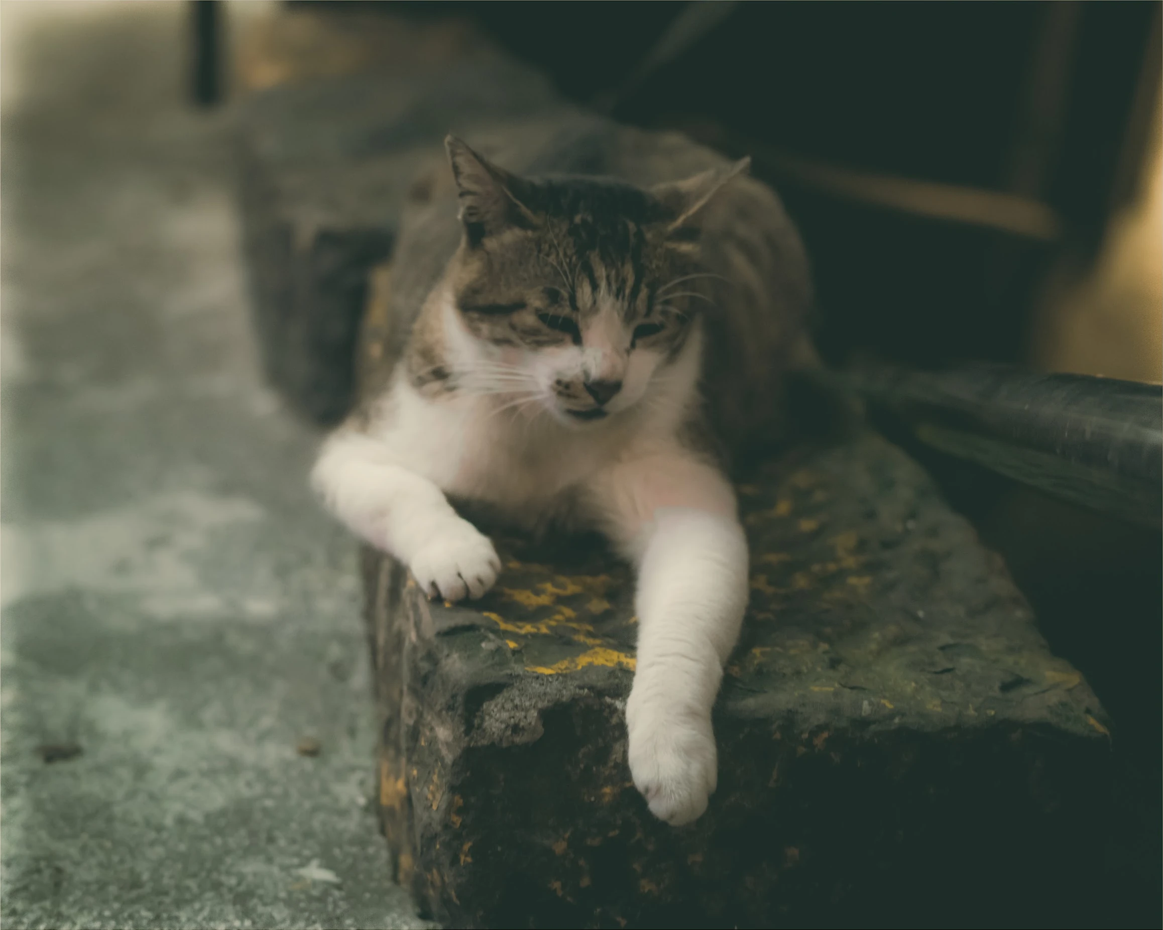 A tabby-and-white cat resting its front paws over a stone step in Taiwan.
