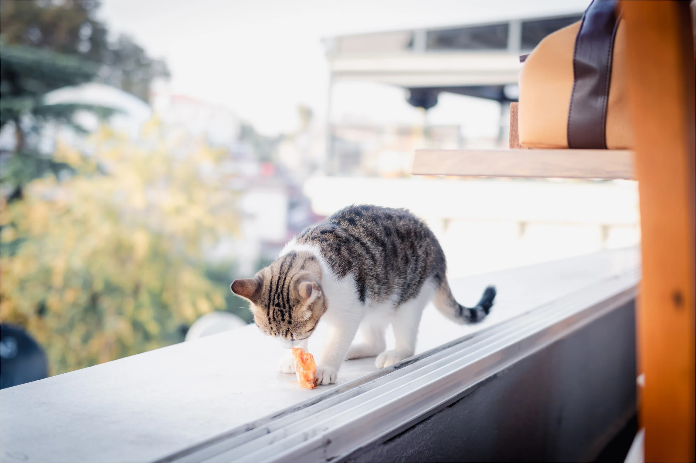 Turkey — photograph by Arjun Sarkar